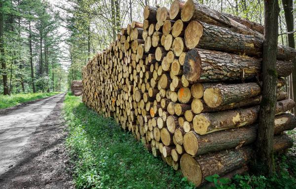 Forêt avec troncs de bois découpés